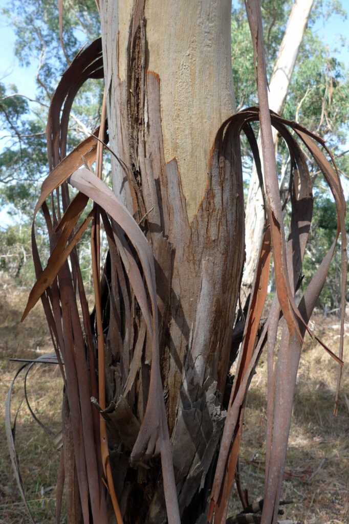 Eucalyptus Viminalis Manna Gum Shedding Bark Mt Alexander April