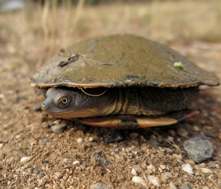 australian long neck chelodina longicollis strangways 10 3 19 (5) (800× ...